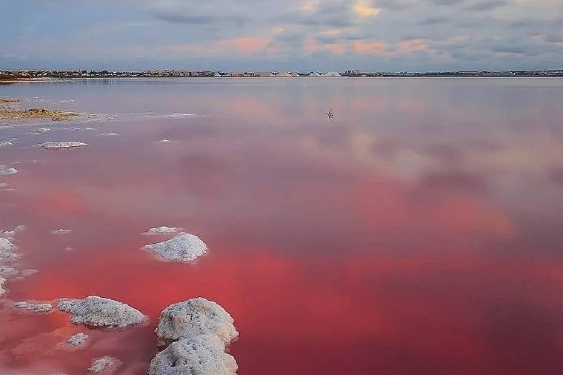 Nueva construcción  - Bungalow - Torrevieja - Lago Jardín II