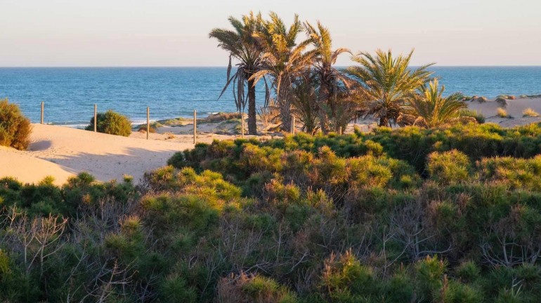 New Build - Apartment / flat - Guardamar del Segura - Avda del Puerto